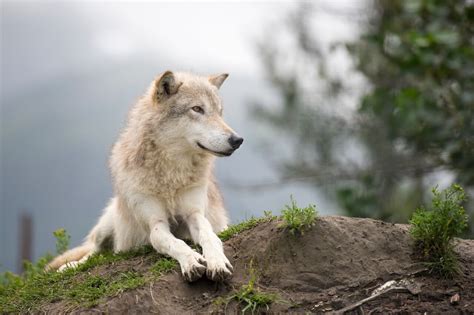 5 Beautiful Species You Can Only Find In Alaska And How To Help Them Thrive