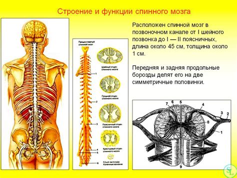 Позвоночник человека - анатомия, позвонки, изгибы и отделы
