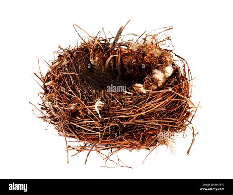 Empty Nest Hi Res Stock Photography And Images Alamy