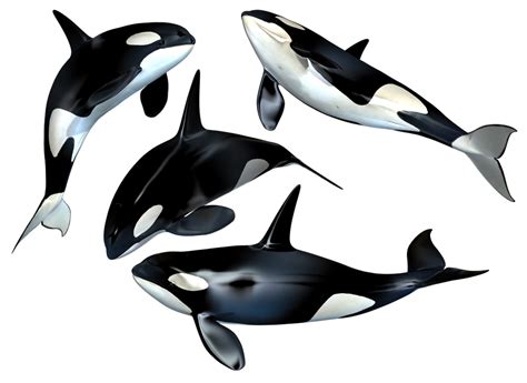 Killer Whale PNG Stock by Roy3D on DeviantArt