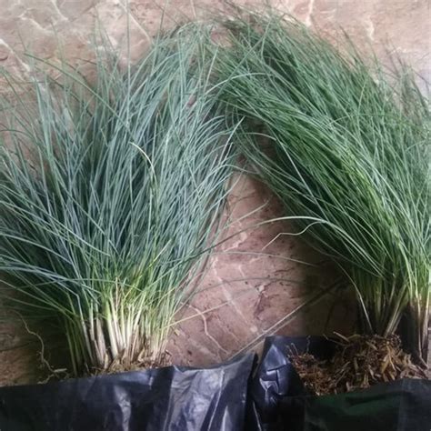 Promo Tanaman Rumput Biru Festuca Glauca Kota Batu Ijo Flora