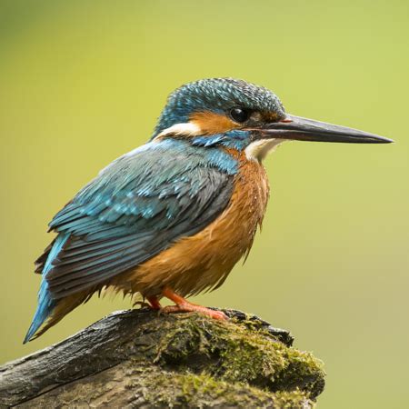 Dashing Kingfisher Excellent Fish Hunter In Changbai Mountains Cgtn