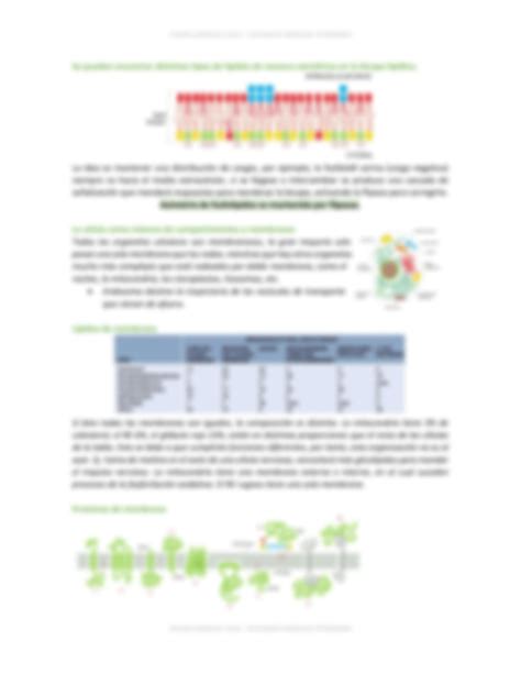 SOLUTION Estructura Y Funci N De La Membrana Biologia Celular Studypool