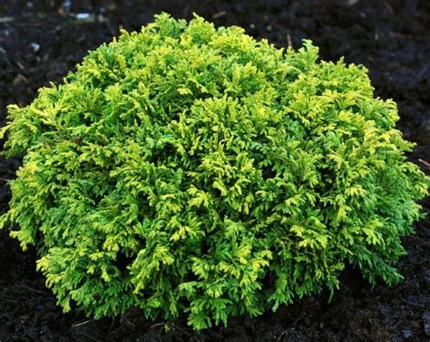 Chamaecyparis Pisifera ‘gold Globe’ Cedar Lodge Nurseries