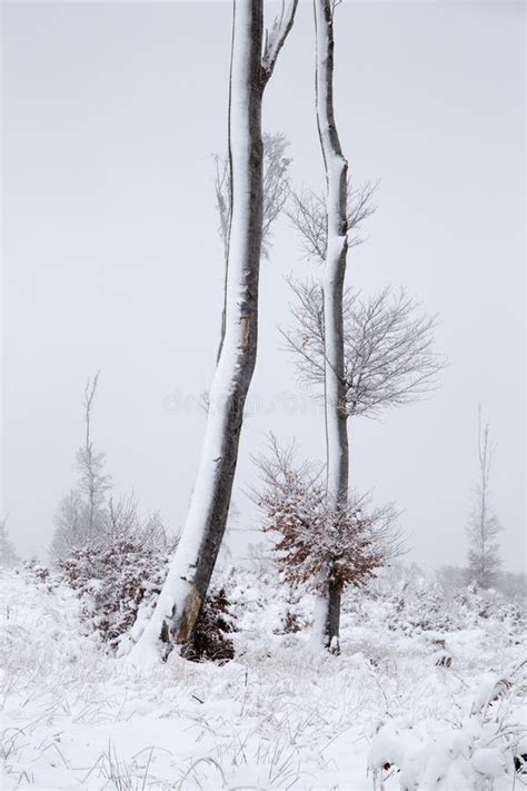 Two Abandoned Trees With Naked Trunks In Foggy Winter Day Stock Image Image Of Frosty Huge