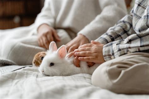 Common Rabbit Diseases And Treatments Homey Gears