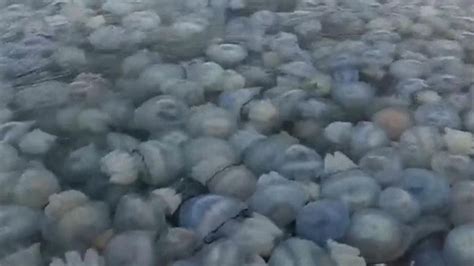 Huge Numbers Of Blue Jellyfish Invade The Black Sea Sky News