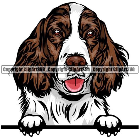 English Springer Spaniel Dog Breed Peeking Color Clipart Svg Animal