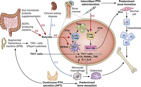 Gut Microbiota Orchestrates Pth Action In Bone Role Of Butyrate And T