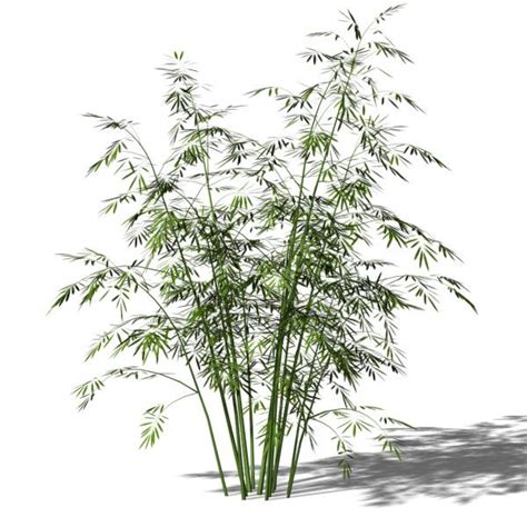 Bush Bamboo Garden 3d Model Bamboo Garden Bush 01 By Skyart3d