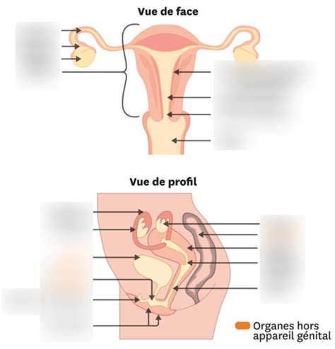 Diagramme Du Système Reproducteur Masculin étiqueté