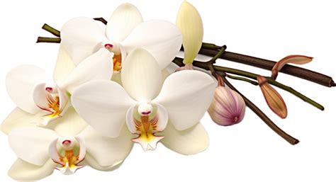 Vanilla Flower Pngs For Free Download