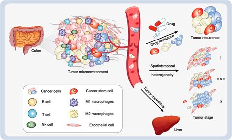 Frontiers Spatial Transcriptomics For Tumor Heterogeneity Analysis