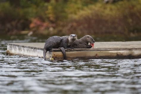 Otter | The Canadian Encyclopedia