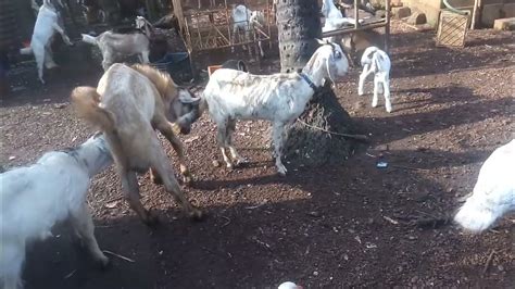 Goat Meeting Goat Crossing Big Goat4 10 2022 Youtube