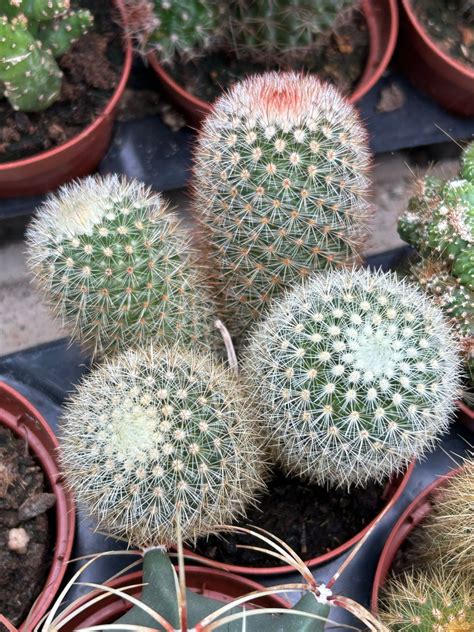 Mammillaria Pilcayensis Cactuses Mammillaria Maxi Blooming