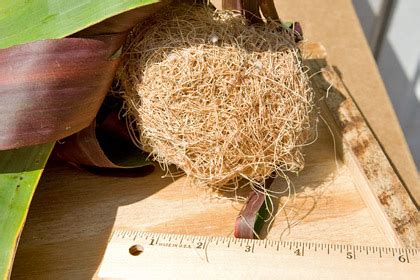 Hooded Oriole Nest