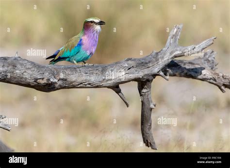 Lilac Breasted Roller Coracias Caudatus In Botswana Stock Photo Alamy