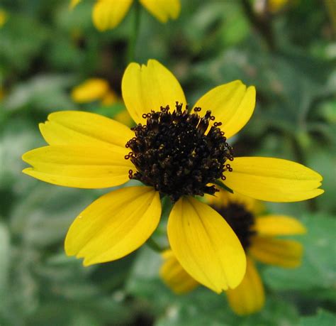 Rudbeckia triloba - Jersey-Friendly Yards