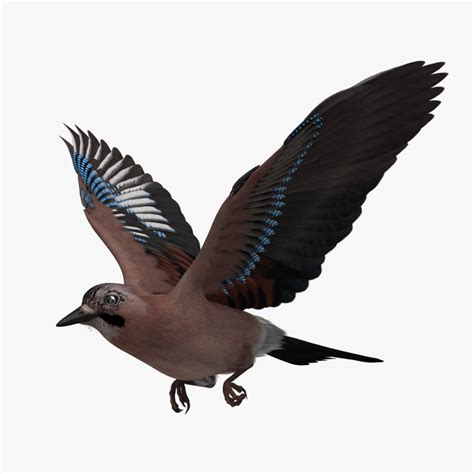 Garrulus Glandarius Eurasian Jay 3D Model 199 Ma Obj Free3D