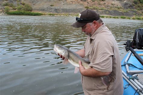 Biologists scour Colorado River to help save endangered fish - Planet Forward