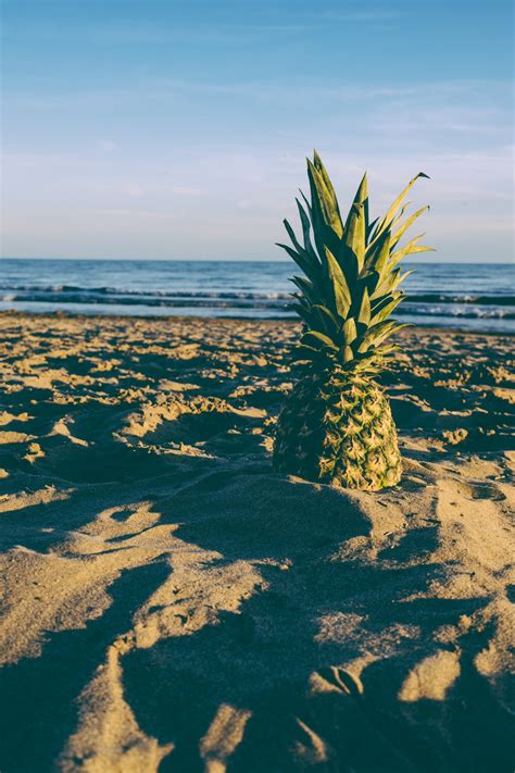 Gambar Pantai Pemandangan Laut Pohon Alam Rumput Pasir Lautan