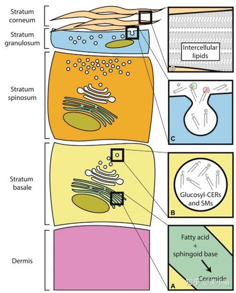 皮肤脂质的功能及分析检测策略 知乎