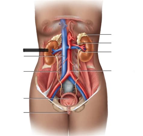 Human Anatomy II Lab Practical 4 Figures Lab 7 Flashcards Quizlet