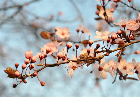 Free photo: Cherry Blossom - Blooming, Blossom, Cherry - Free Download - Jooinn