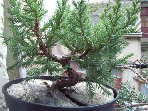 Juniperus Stricta Les Chuhin Et Autres Grands Bonsa Parlonsbonsai