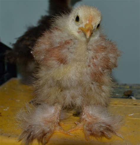 An Experiment In Chick Sexing Methods Backyard Chickens