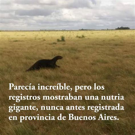 Video Incre Ble Periplo De Teuco La Nutria Gigante De El Impenetrable