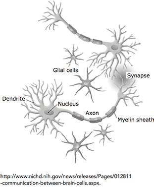 The Diagram Shows Many Formations Of Neurons. How Many Major Parts Are ...