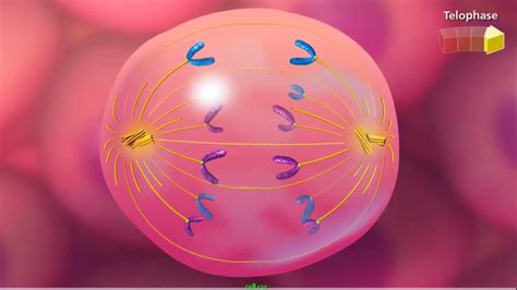 Mitosis Animation Youtube The Cell Cycle | Mitosis & Meiosis Video
