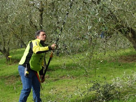 Nova Agricoltura In Oliveto Il Foto Racconto Della Giornata