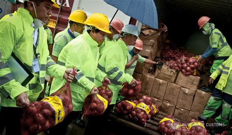 Smuggled Onions From China Worth P4 5 M Seized Inquirer News