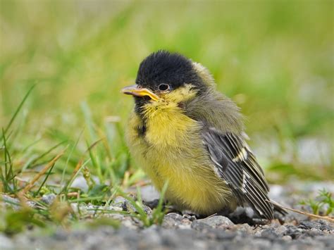 Parus Major Great Tit Talitiainen Seppo Miettinen Flickr