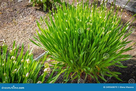 Garlic Chives Growing On A Soil Fresh And Young Chives In A Spring