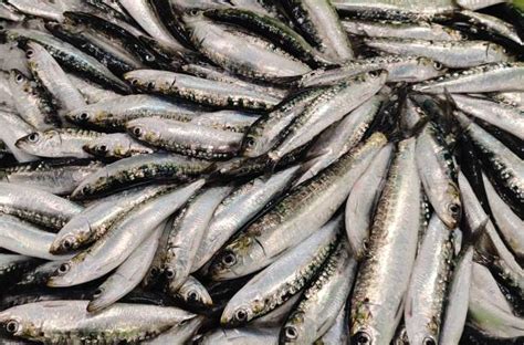 70+ European Pilchard Sardina Pilchardus Stock Photos, Pictures & Royalty-Free Images - iStock