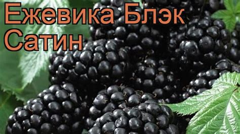 Ежевика обыкновенная Блэк Сатин (black satin) 🌿 обзор: как сажать ...