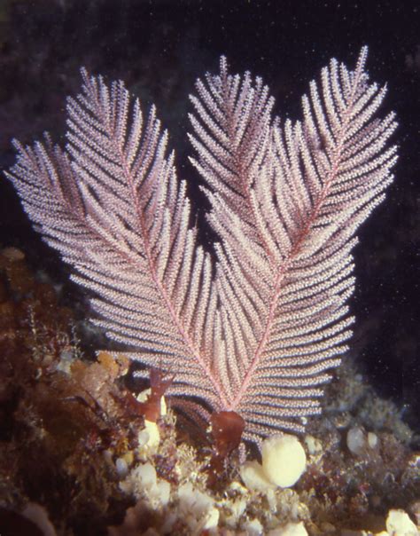 Gorgonian Corals One Of Our Living Marine Treasures Dolphin Research