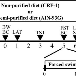 Schematic Diagram Of The Experimental Procedures Mice N Per