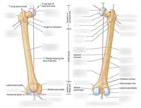 Ap Lecture Femur Bony Landmark Id Diagram Quizlet