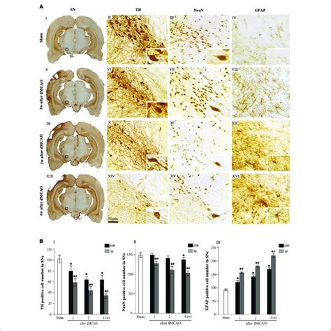 The Proliferation And Differentiation Of BMSCs In SNc After DMCAO