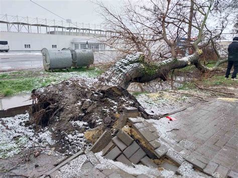 Фото В Комрате сильный ветер повалил многолетнее дерево