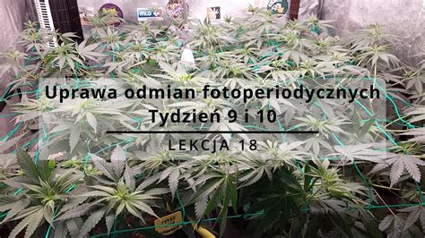 Tydzień 9 i 10 SCROG LOLLIPOPPING i RUNOFF Uprawa konopi