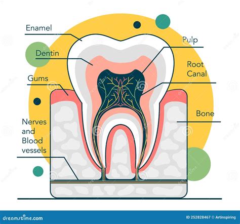 Human Tooth Structure Cross Section Scheme Representing Tooth Layers