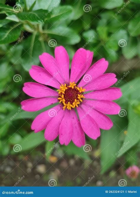A Beautiful Pink Flower Blooms while Raining Outside Stock Image