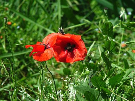 Pictures flower papaver