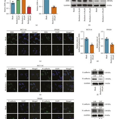 The Effect Of Biochanin A On Zeb Expression And Emt In Crc A B